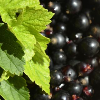 Estratto di Mirtillo Nero
