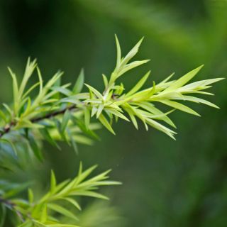 Tea Tree Oil